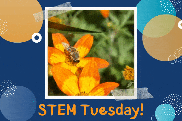 STEM Tuesdays: Flower Dissection | Children's Museum of Atlanta
