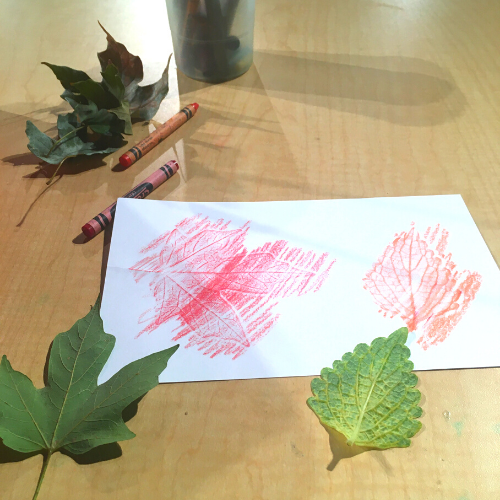 What Is a Leaf? · Frontiers for Young Minds