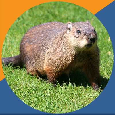 Punxsutawney Phil & Traditions | Children's Museum of Atlanta